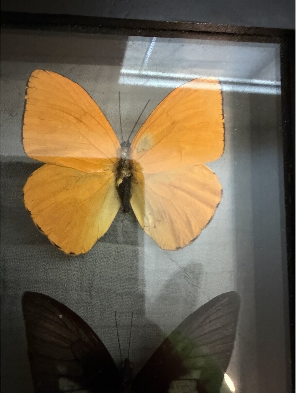 Butterfly Display - Picture 6 of 10